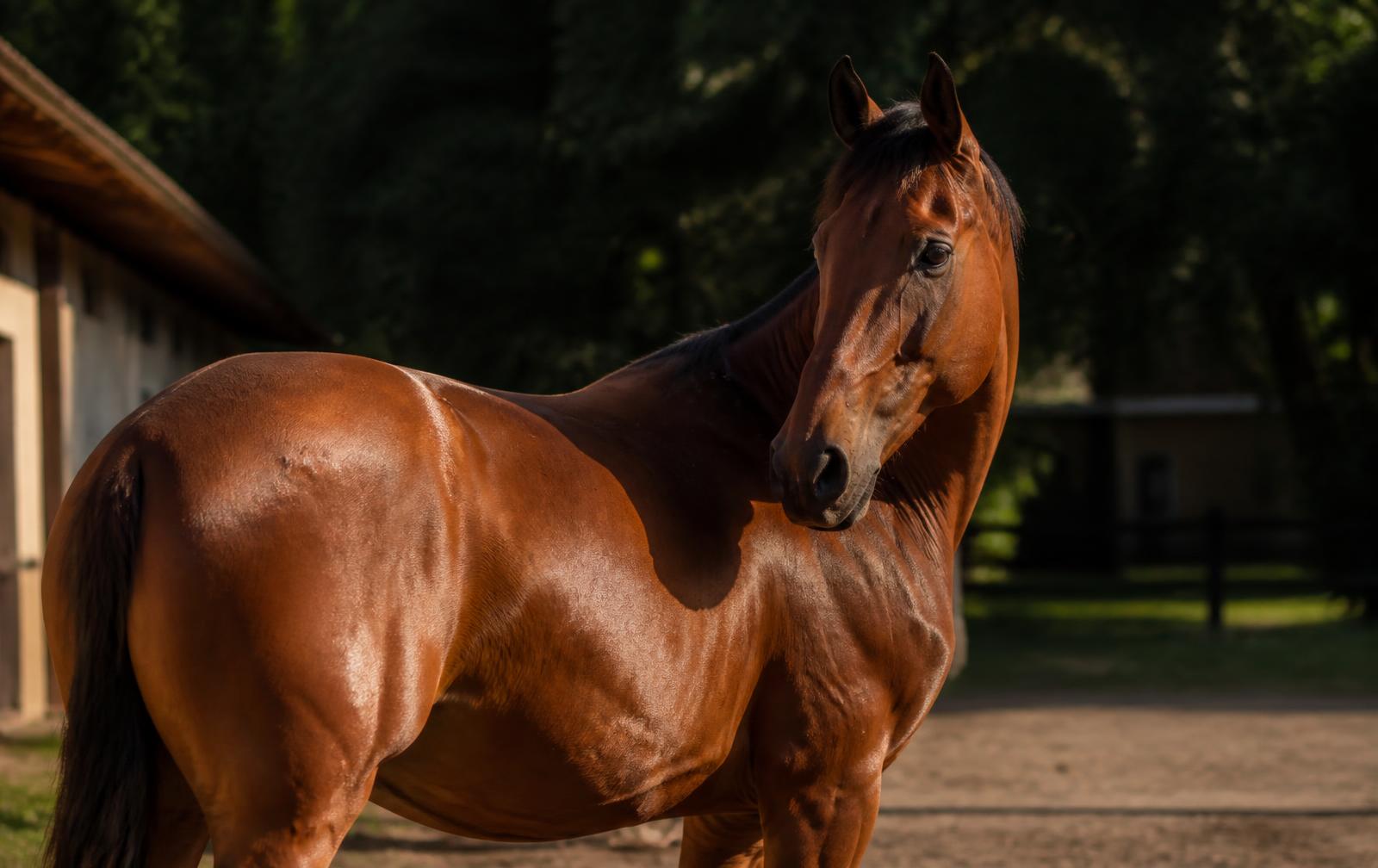 Cavalo em estábulo com moscas do estábulo ao redor